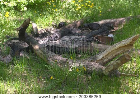 extinguished large campfire built of branches and whole trunks of oak