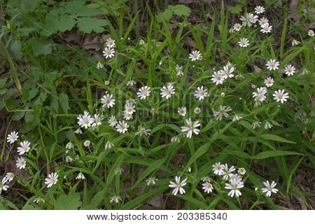 the Stellaria holostea white flowers bushy thickets