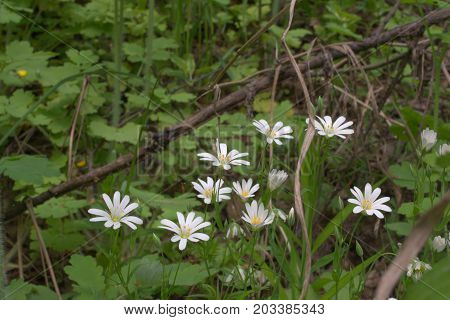 the Stellaria holostea white forest flowers closeup