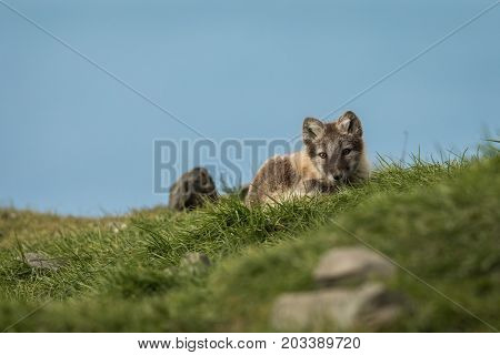 Arctic fox cub, curious, looking into camera, Longyearbyen, Svalbard in august 2017