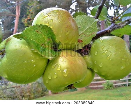 Raindrops on a Bunch of Bramley Apples