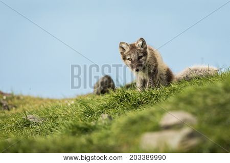 Arctic fox cub, curious, sitting and looking into camera, Longyearbyen, Svalbard in august 2017