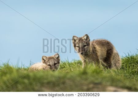 Arctic fox cubs, one sitting and one lying down looking into camera, Longyearbyen, picture from august 2017
