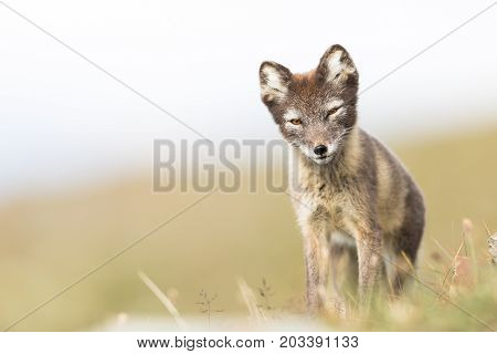 Curious arctic fox cub, looking into camera, Longyearbyen, Svalbard august 2017