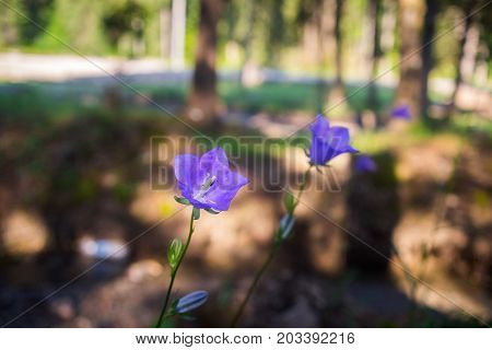 Purple bell wild flower or campanula carpatica in the Carpathian forest.
