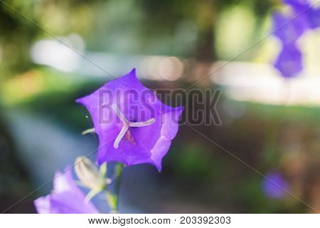 Purple bell wild flower or campanula carpatica in the Carpathian forest.