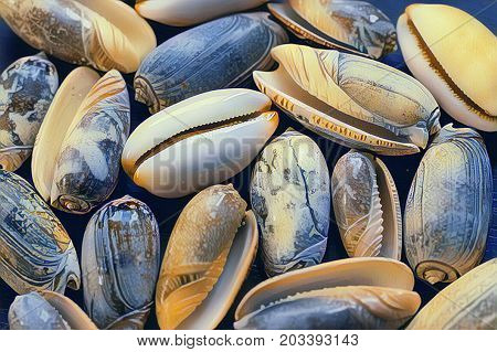 Yellow grey sea shell on dark background. Marine seashells. Nautical decor or wallpaper. Artistic seashore print. Shell digital illustration