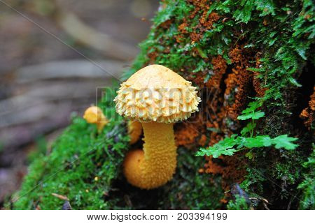 Mushroom yellow scaly (Pholiota flammans) inedible grows on an old tree.