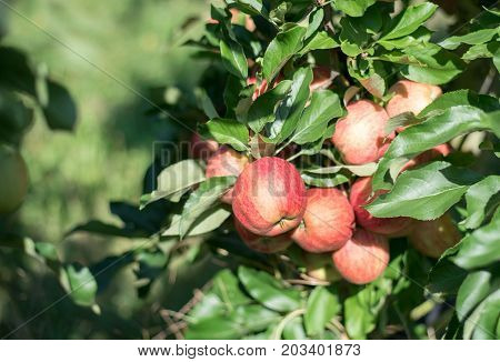 Red ripe apples on a branch in the garden.