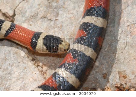 Lampropeltis Pyromelana