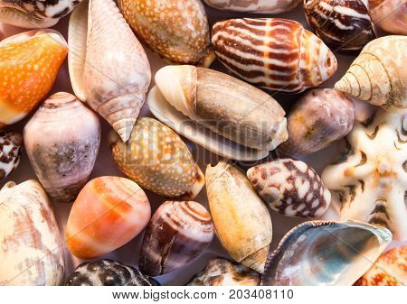 Hot orange sea shells background. Small shells closeup. Sea shell banner template. Tropical island seashore finding. Exotic island beach texture. Warm sea nature detail. Marine shell cover top view.