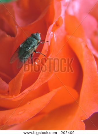 Fliegen Sie mit einer Rose