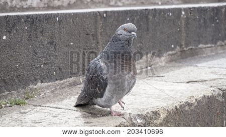 Pigeon grey. Beautiful pigeon close up. City birds. Pigeons of the Church.