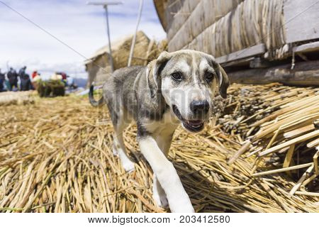 A dog on Floating Islands on Lake Titicaca Puno
