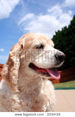 Köpek yavrusu
