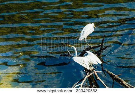 White Egret With Wings Extended About To Take Flight