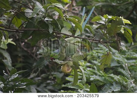 parrot eating guava on tree hanging from branch