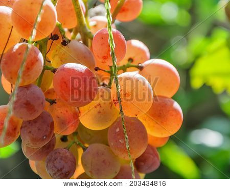 Wine grapes on the vine. Sunny vineyard on the background.