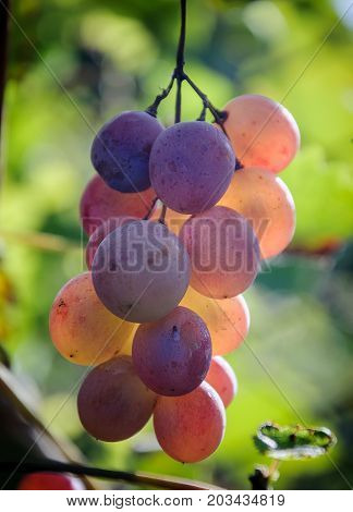 Wine grapes on the vine. Sunny vineyard on the background.