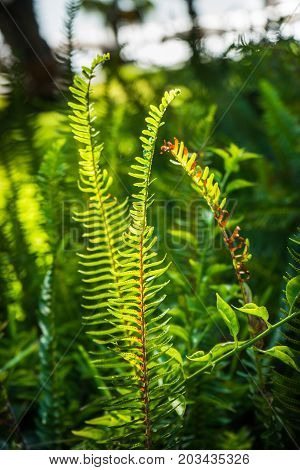Nephrolepis Exaltata (the Sword Fern)