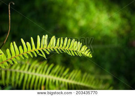 Nephrolepis Exaltata (the Sword Fern)