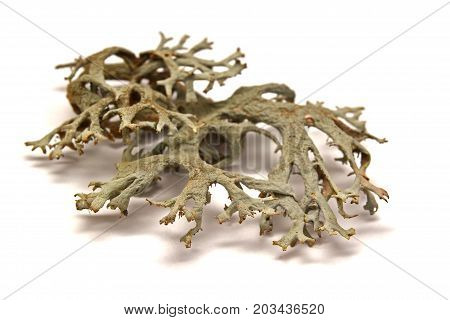 fruticose lichen isolated on a white background