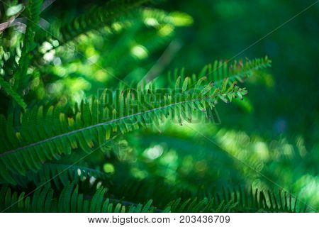 Nephrolepis Exaltata (the Sword Fern)