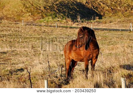 Horse in a field on a beautiful evening Iceland