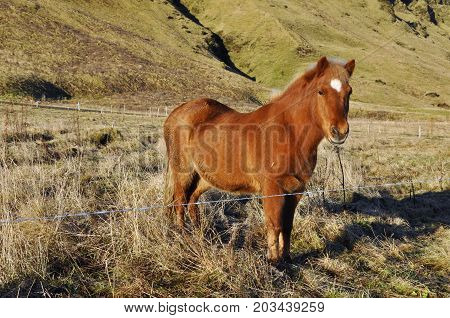 Horse in a field on a beautiful evening Iceland