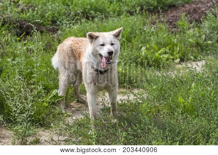 Funny cute Japanese akita inu with his tongue sticking out in summer in a field on a natural green background.