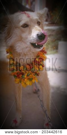 Dog Worshiping day in Nepal during Tihar Festival
