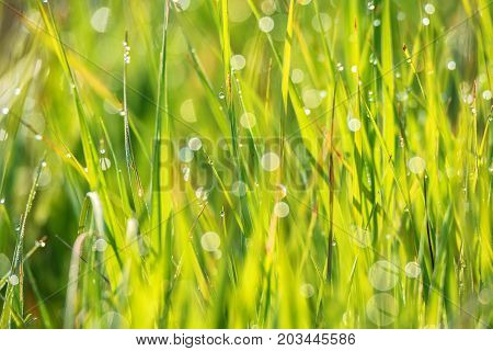 Vivid background of green grass and drops of morning dew