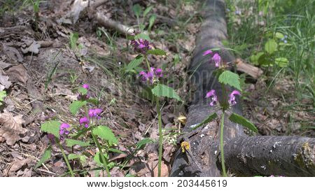 Blooming Henbit Deadnettle Near The Black Charred Trunk Of A Birch. Closeup