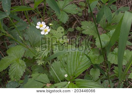 The White Flowers Of Wild Strawberries Before Fruit Bearing Plants