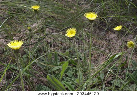 hawkweed ( mouse-ear ) bright yellow flowers