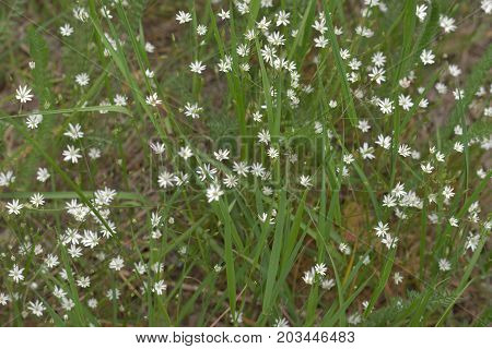 Greater Stitchwort White Flowers Pattern On The Meadow