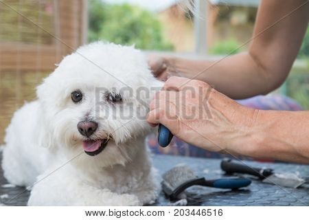 View of the groomer`s hands combing ears of the white Bolognese dog.