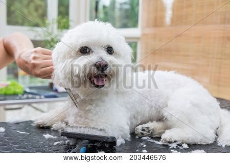 Cute white Bolognese dog is enjoying grooming. The dog is smiling at the camera.
