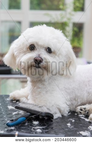 Cool white Bolognese dog is lying on the grooming table. Grooming tools are lying in front of him. The dog is looking at the camera. Vertically.