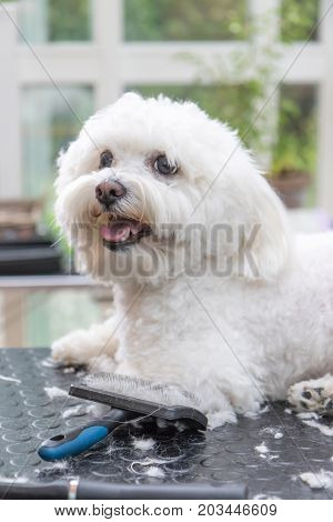 Cute white Bolognese dog is lying on the grooming table. Grooming tools are lying in front of him. The dog is looking sideways. Vertically.