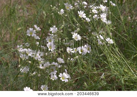 Greater Stitchwort White Flowers Bushy Thickets On The Sunny Meadow