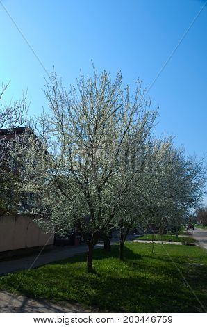 Flowering cherry tree at street in spring