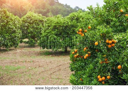 Orange - Orange tree Orange Park. Beauty world