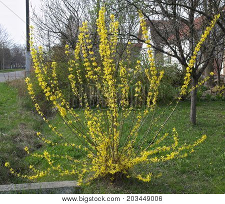 Yellow bush flowering at spring time at street