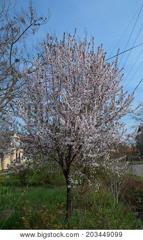 Flowering cherry tree at street in spring