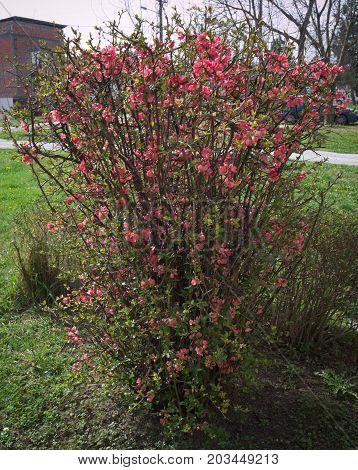 Bush blooming with purple flowers at spring