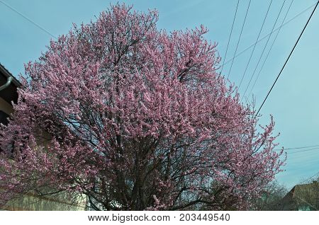 Blossoming tree with pink flowers at spring