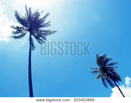 Tall palm tree silhouette on blue sky. Palm tree crown with green leaf on sunny sky background. Coco palm tree view from ground. Summer travel banner. Exotic island nature photo. Cinematic effect