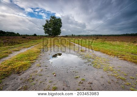 Large solitary tree with green leaves along the side of a sand road during a rainy day in the heather landscape