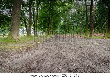 Footpath and rider road on the Veluwe with long trees and surrounding forests and meadows